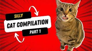 Silly Cat Compilation - Part 1 - Blawg