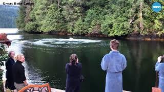 Two Humpback Whales swim up to guests at the Great Bear Lodge in British Columbia