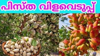 പിസ്ത കൃഷിയും വിളവെടുപ്പും/Pistha Cultivation and Harvesting Malayalam/Exotic Fruit /Pistachio