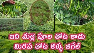 mirchi crop high flowering stage | chilli crop flowering | my wildlife agriculture | mirchi flower