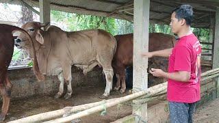 5 Maret 2025 Update Harga Sapi Di Kandang Boss Mugi,