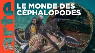 Céphalopodes : le règne des ventouses | ARTE