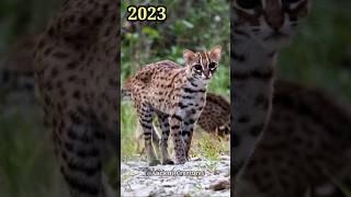 2023 Leopard Cat and 5000 Bce Leopard Cat || Ancient Creatures #shorts #shortvideo #youtubeshorts