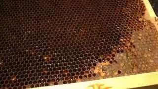 Queen ESCAPED - life of a beekeeper