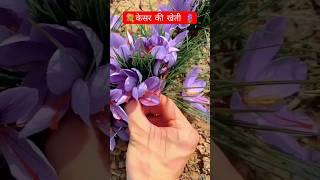 Saffron Farming🪻🪻 केसर की खेती #kesar