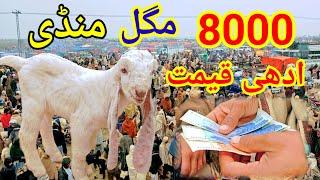 Bakra Mandi Pakistan 2024 ?  Bakra Eid videos