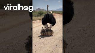 Somali Ostrich Chicks Take Shelter Under Their Dad || ViralHog