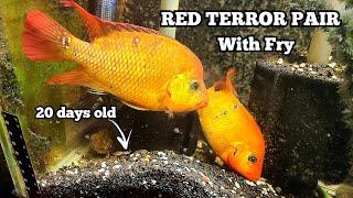 Festae (Red Terror) Pair with Fry