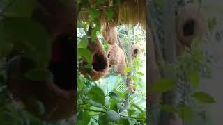 Artificial Birds Nest | কৃত্রিম পাখির বাসা | Najat Vlogs BD