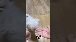 어디있게 #말티즈교육#말티즈육아#말티즈훈련