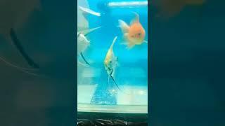 koi #angelfish #youtube #subscribe