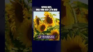 “해바라기는 진짜로 해를 따라 돈다”  #병맛지식 #해바라기의사랑 #햇님추적기 #Shorts
