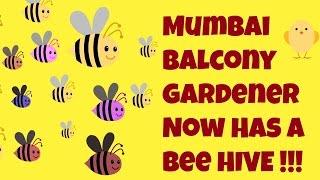 Stingless Bee Hive Now At My Mumbai Balcony Garden!! | Meliponiculture | December 2016