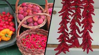 Stringing Chilli Peppers And Late Summer Harvest.