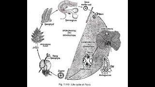 Pteris Life Cycle 2017 HD