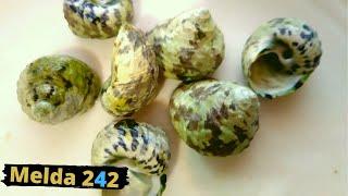 COOKING AND EATING WHELKS SEA SNAILS | BAHAMIAN COOKING