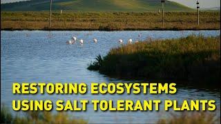 Restoring salt marshes to combat climate change