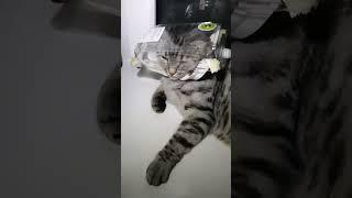 Кот в шлеме