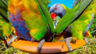 12th June 2017 AM Rainbow Lorikeet Close Encounters