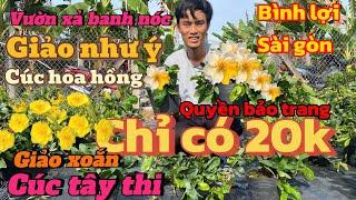 24-11 ️ thiện 0386726744 GL mai vàng giá rẻ 20 mã số cây đẹp dáng đẹp mong cả nhà ủng hộ