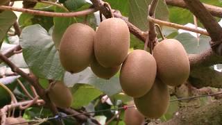 Science to Battle Psa - Saving kiwifruit from a bacterial invader