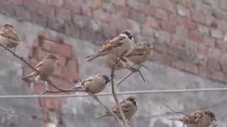 Sparrows are a family of small passerine birds Passeridae 21 Dec 2014 Lahore Pakistan