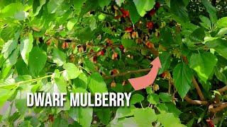 Gerardi Dwarf Mulberry: The Perfect Backyard Fruit Tree