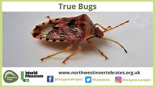 Introduction to UK True Bugs