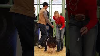 Karis is very demure while showing pigs ! #showpigs #demure #pigs