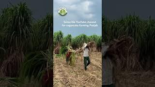 Sugarcane variety copb95 #riar_sugarcane_farm  #farming #copb95