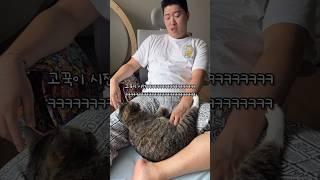 법정 소송에 휘말린 고양이 #shorts #shortvideo #고양이 #시트콤