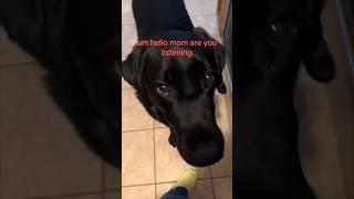 This dog thinks his owner is deaf 