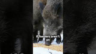 Hog hunting tips #hoghunting #outdoors