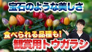 【生きる宝石！】食べられるオススメもご紹介！ 観賞用トウガラシの育て方【唐辛子】【園芸】【ガーデニング】