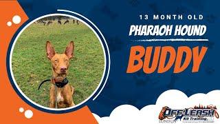 Best Pharaoh Hound Dog Training | Buddy | Dog Training in London