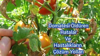 Acil İzle ve Domatese Kesinlikle Bunu YapmaDomatesi Öldüren Hatalar Ve Hastalıkların Çözüm Yolları