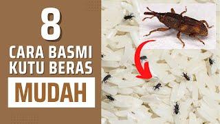 8 CARA HILANGKAN KUTU BERAS DENGAN MUDAH