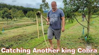 How we handle large kings in our durian farm