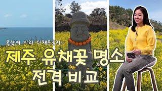 [️] 제주 유채꽃 명소