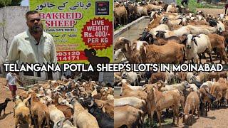 Al Ameen  farm Qurbani k bakro ka collection available | Telangana potla sheep's lot's in moinabad
