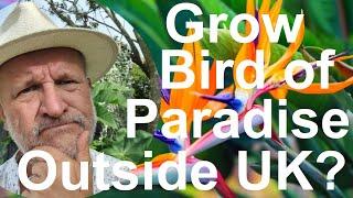 Tropical Gardens UK: Can You Grow Hardy Bird of Paradise Flower Plant - Strelitzia, in your Garden?