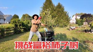 挑战富裕柿子树，介绍几款耐寒的柿子树品种。Jiro长势不错，耐寒的Nikitas Gift冻死了，不太耐寒的富裕柿子能成功吗？Fuyu Imoto Persimmon #persimmon