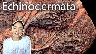 Echinoderms (Crinoids, Starfish, Sand Dollars, & More)- Invertebrate Paleontology | GEO GIRL