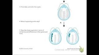 How Genes are Inherited?