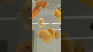 #al Noor #aquarium #yellow #Shivram #fish #short video  8919447418