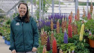 PETITTI Lupine Spotlight | Grow For Deer Resistance, Pollinators & Fragrant Flowers