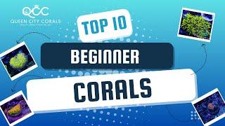 Top 10 Beginner-Friendly Corals for Your Reef Aquarium!