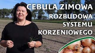 Rozbudowa systemu korzeniowego w cebuli zimowej