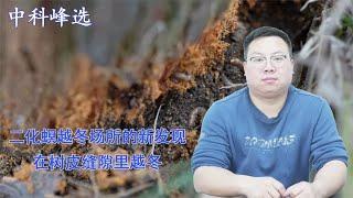 二化螟越冬场所的新发现，在树皮缝隙里越冬，而且基数非常高