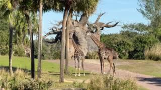  Learn About the Animals of the African Savannah | Kilimanjaro Safaris | Zebras Giraffes Elephants